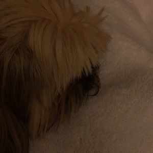 Meet your Posher, Angelica